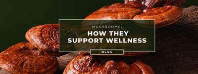 蘑菇：它们如何支持健康