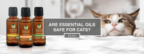 Are Essential Oils Safe for Cats?
