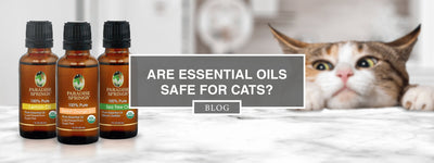 精油对猫安全吗？ 