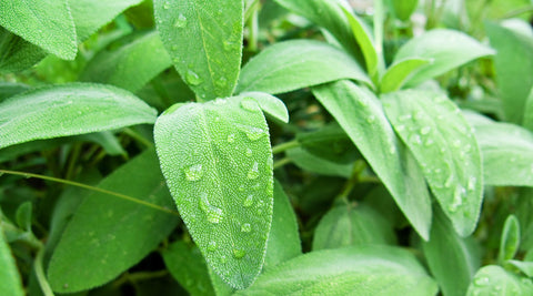 DIY Summer Sage Spray