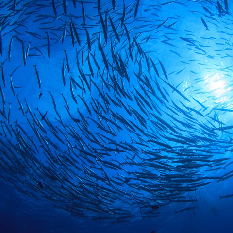 Omega-3 - Nature's Lab