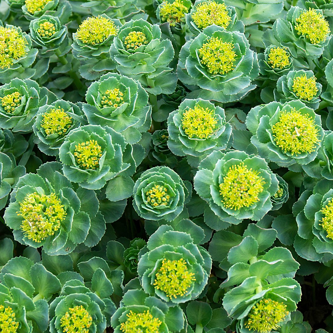 All Natural Rhodiola Rosea Supplements | Nature's Lab