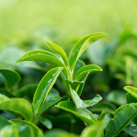 Green Tea - Nature's Lab