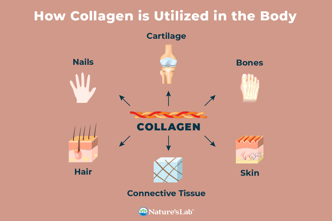 Get the Facts On Collagen Supplements – Nature's Lab