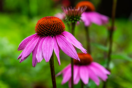 Flowering echinacea