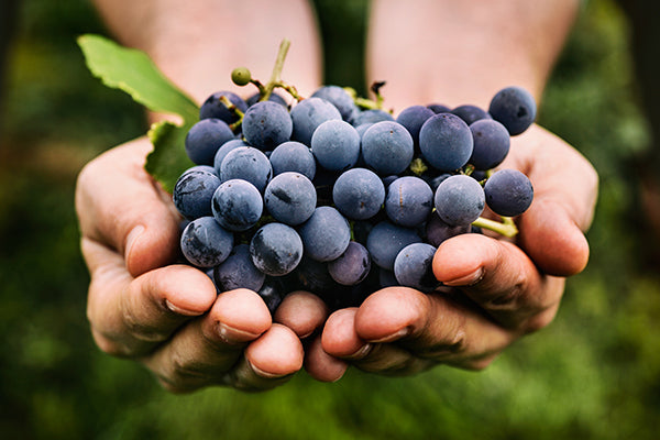 A hand holding Grapes