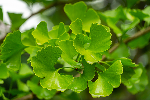 ginkgo biloba leaves