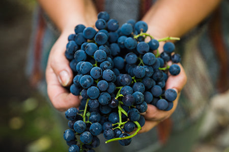 hands holding a bunch of fresh grapes, a source of resveratrol