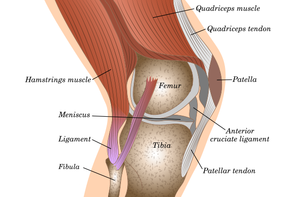 Anatomy of the knee joint