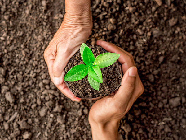 Two hands holding seedling in soil