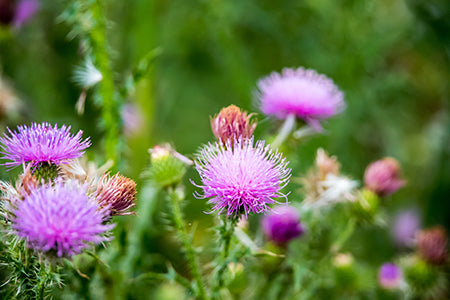 Milk thistle plant outdoors