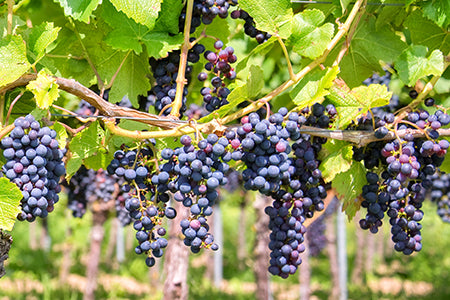 grapes on vine