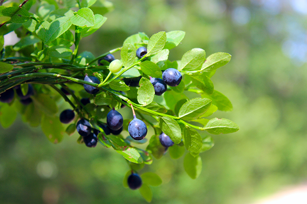 bilberry